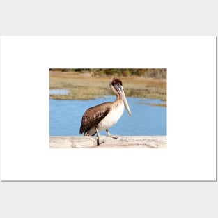 Brown & White Pelican Posters and Art